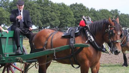 Gust Stoffels van de trekpaardenvrienden uit Minderhout met zijn paard Maya van de Schoorstraat.