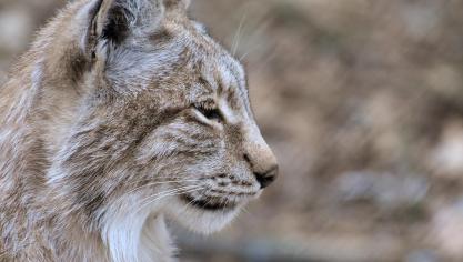 lynx-3374314_960_720