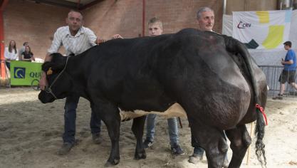 Jura van de Bremberg (Impérial X Ipon), eerste prijs koeien vanaf 48 maanden. Eig.: Van de Vijver  François, Verrebroek.