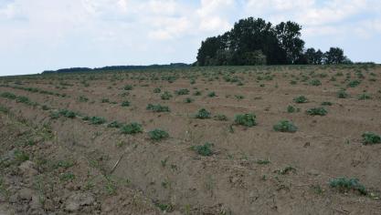 Bij de voorjaarsgewassen is het tijd om het effect van de onkruidbestrijding te evalueren en om de gewasgezondheid op te volgen.