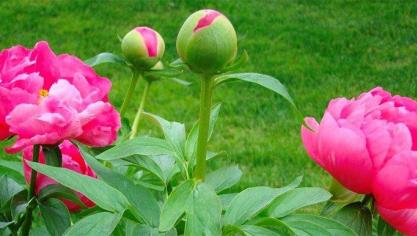 Pioenen worden vanwege hun op rozen gelijkende bloemen ook wel pioenrozen genoemd.