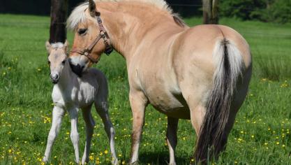 Lucensia van de Bilterhoeve samen met haar veulen Urania van de Bilterhoeve.