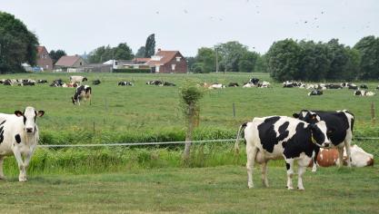 De runderstapel is in 2017 gekrompen.