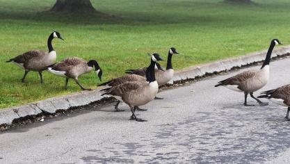 goose-crossing-2834678_960_720
