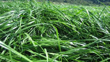 Graslandvernieuwing moet een weloverwogen keuze zijn. Vernieuwing betekent immers een dure investering en opbrengstverlies in het jaar van aanleg.