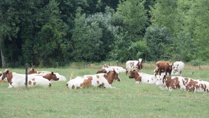 BCZ is gematigd optimistisch over de melkprijs over heel 2018.