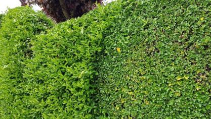 Door frequent te scheren ontstaat een mooie, dichte haag.