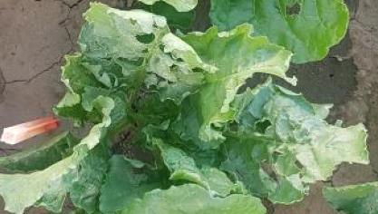 betterave argentée_silver beet