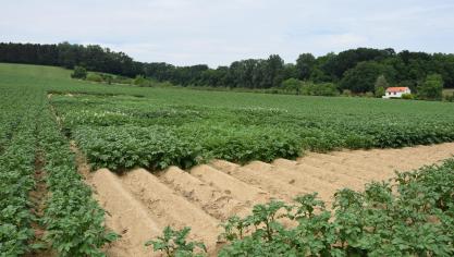 Niet alleen wordt gezocht naar een vervanger voor Bintje, op langere termijn wordt ook gekeken naar opvolgers voor Challenger en Fontane.
