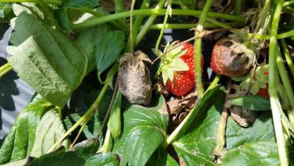 Botrytis kan je makkelijk herkennen aan het bruingrijze schimmelpluis.