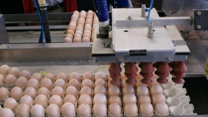 Nederlandse legpluimveehouders hebben meer bestrijdingsmiddelen gebruikt dan eerder werd aangenomen.