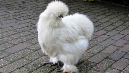 silk-fowl-1689119_960_720