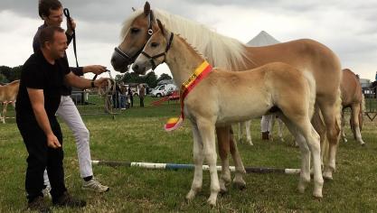 Andres von Hafling, kampioenveulen. Eig.: Dirk Moerman, Assenede.