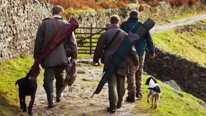 animal-17843_960_720