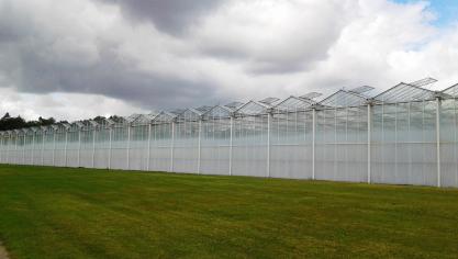 Jaarrond kwaliteitsvolle en smaakvolle groenten halen uit serres is technisch gezien een hele  uitdaging.