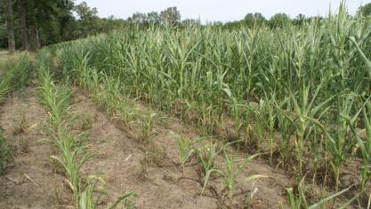 Had je droogteschade tijdens de zomer van 2018? Dien dan voor 28 februari je tegemoetkomingsaanvraag in.