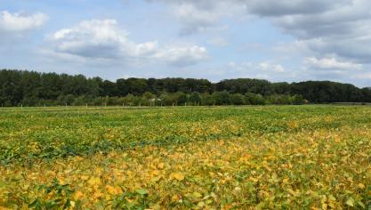 De sojateelt is volgens kenners lastiger dan bijvoorbeeld de teelt van tarwe.