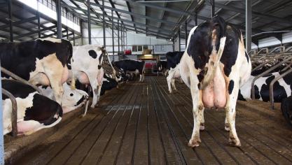 Jos koos zes jaar geleden voor verwerking van dagverse mest, en dus een sleuvenvloer in zijn nieuwe stal. Niet ideaal voor klauwen. 70 
% van de koeien had Mortellaro.