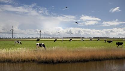 De Nederlandse melkveestapel krimpt na jaren van groei.