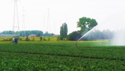 Bloemkolen vragen nu water/beregening om tot een goede oogst te komen.