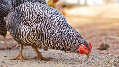 Het Voedselagentschap benadrukt dat vaccinatie de enige goede preventie is tegen deze ziekte.