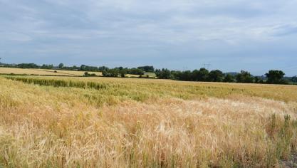 In delen van de EU lijdt de tarwe momenteel ook onder droogte, al is het nog niet overal catastrofaal te noemen. Op de foto een perceel in Ierland.