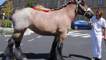 Amelie van den Bunder, jeugdkampioene. Eig.: Maarten Camerlinck, Sleidinge.