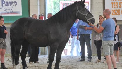 Femke van het Stockhof, dagkampioene Koudbloed. Eig.: Kees Verhaeren uit Mol.