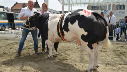 Koninginne van de Paddenhoeve  (Or x Panache), kampioen gekalfde vaarzen. Eig.: Van Liedekerke Fr., Herzele.