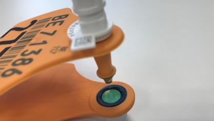 Het groene vlak van het vrouwelijk BVD-oormerk mag in geen geval geschonden zijn.