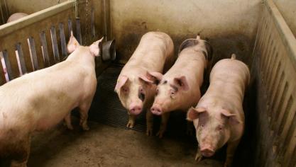 Nederland zet in op een warme sanering in de varkenssector.