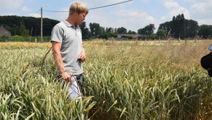 Thomas De Neve geeft uitleg bij de grassenbestrijding in wintertarwe.