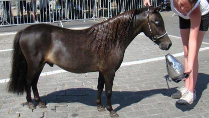 Dagkampioen Torhout en tevens Seniorkampioen en BMP-kampioen (beste Belgisch gefokt product) Tartufo van den Haze. Eig.: Patrick Ottoy uit Lede. Deze hengst was eveneens seniorkampioen in Alden-Biesen.