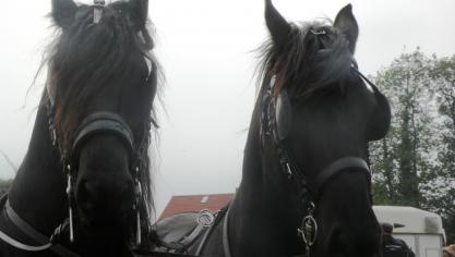 Vierendertig koetsen en enkele ruiters: in totaal 120 personen, namen deel aan de avondrit van de Houtlandmenners.
