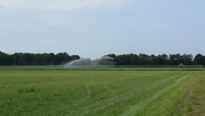 Volgens Bart Caron van Groen worden teveel weides omgeploegd.