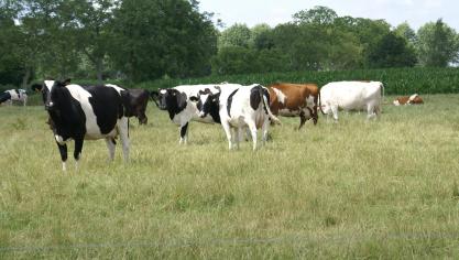 LTO verwacht dat de melkprijzen de komende maanden weer zullen stijgen.