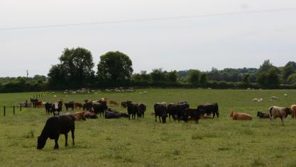 Op Tullamore Farm grazen koeien en schapen samen.