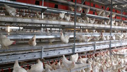 Newcastle disease vormt een grote bedreiging voor pluimveehouders.