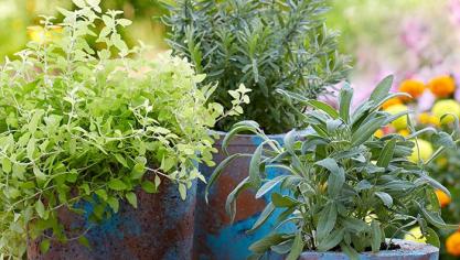 In combinatie met een mooie pot zorgen kruiden voor een zomerse sfeer op het terras.