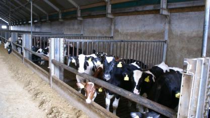 Diverse inwoners van Holsbeek hebben geklaagd over overlast door een kalverhouderij. Op de foto een willekeurige kalverhouderij.