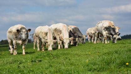 De handelsovereenkomst van de EU met Japan biedt kansen voor de export van Belgisch rundvlees.