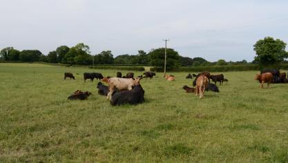 Het scheuren van blijvend grasland wordt ontmoedigd.
