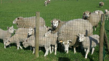 Last van invasieve plantensoorten? Schapen lossen het op.