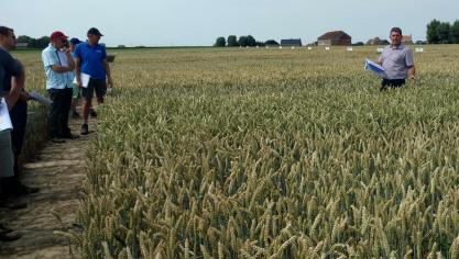 De rassenproef in wintertarwe gaf een overzicht van 26 variëteiten.