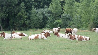Het melkreductieprogramma heeft volgens EMB goed gewerkt.