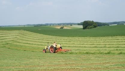 Door de droogte kan de teelt van vlinderbloemigen, zoals luzerne, mislukken.