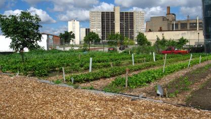 Stadslandbouw varieert van futuristische teelten in of op gebouwen, tot landerijen tussen  de stedelijke bebouwing.
