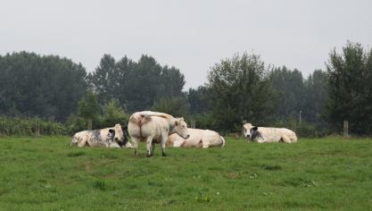 Volgens Jelle Engelbosch telt Vlaanderen teveel stuks vee, en wordt structureel te weinig verdiend.