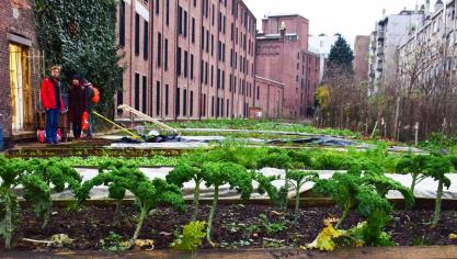 Meer en meer steden zien heil in stadslandbouwprojecten.