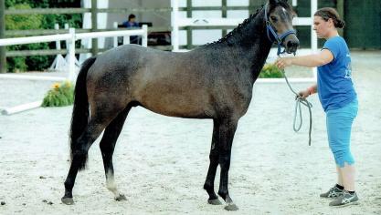 Ice Cube van de Duyversputten, tweede bij de driejarige pony’s in Libramont 2017